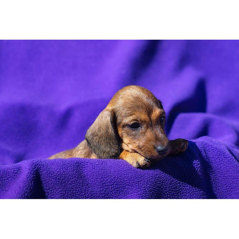 Doxen Puppy Black Modern Wood Framed Art Print with Double Matting by Beraldo, Zandina Muench