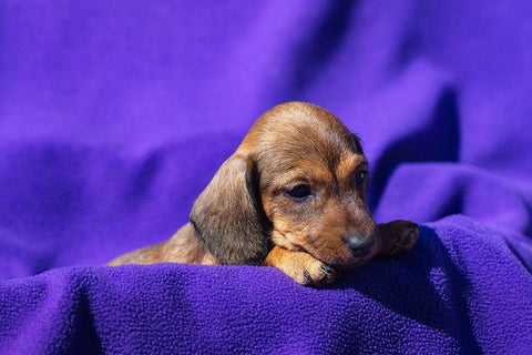 Doxen Puppy Black Ornate Wood Framed Art Print with Double Matting by Beraldo, Zandina Muench