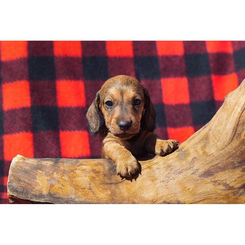 Doxen Puppy Black Modern Wood Framed Art Print with Double Matting by Beraldo, Zandina Muench