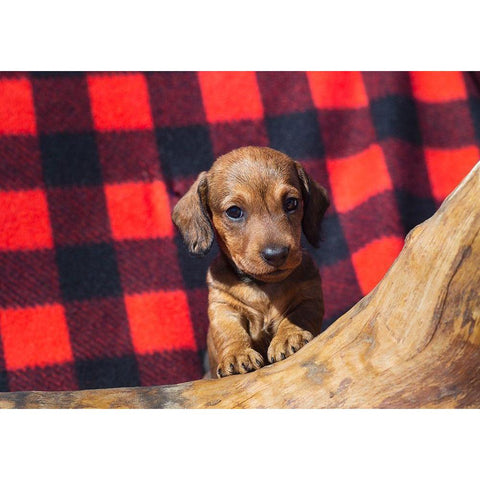 Doxen Puppy Black Modern Wood Framed Art Print with Double Matting by Beraldo, Zandina Muench