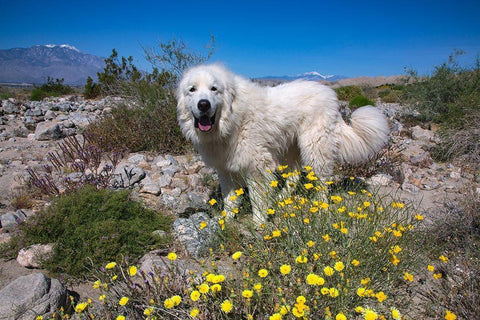 Great Pyrenees in the Colorado Desert White Modern Wood Framed Art Print with Double Matting by Beraldo, Zandina Muench