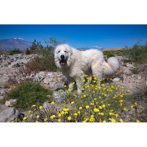 Great Pyrenees in the Colorado Desert Gold Ornate Wood Framed Art Print with Double Matting by Beraldo, Zandina Muench