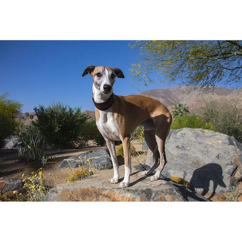 Whippet White Modern Wood Framed Art Print by Beraldo, Zandina Muench