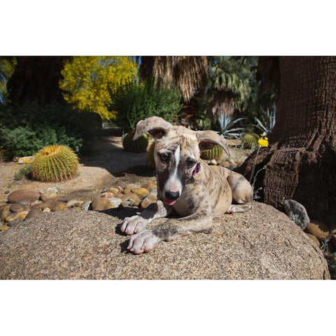 Whippet Puppy Black Modern Wood Framed Art Print with Double Matting by Beraldo, Zandina Muench