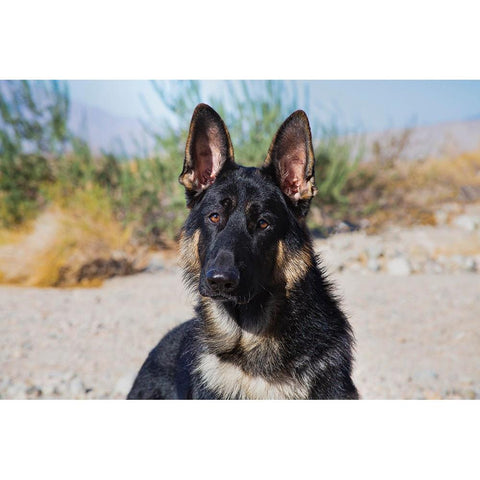 German Shepherd in the Coachella Valley-California Black Modern Wood Framed Art Print by Muench, Zandria