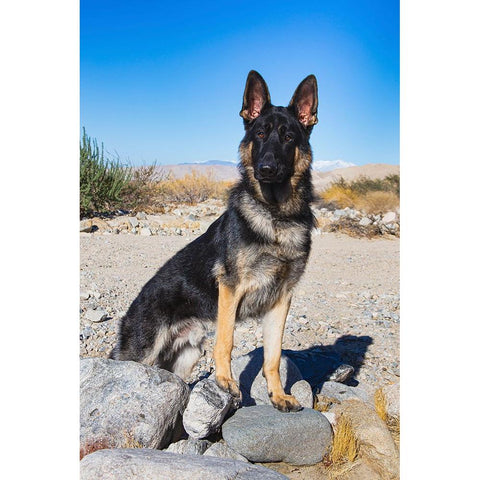 German Shepherd in the Coachella Valley-California Black Modern Wood Framed Art Print by Muench, Zandria