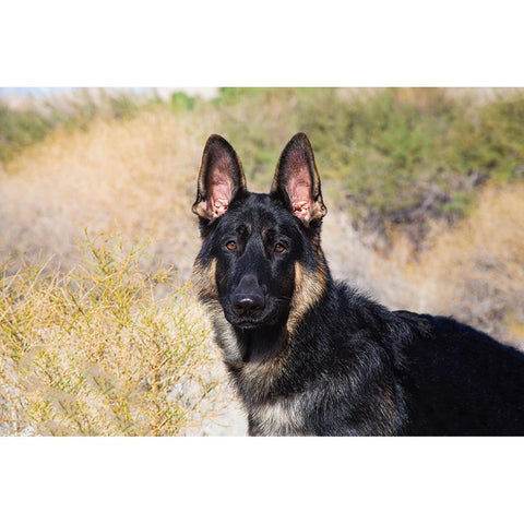 German Shepherd in the Coachella Valley-California Black Modern Wood Framed Art Print by Muench, Zandria