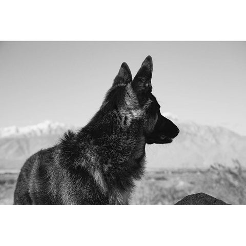 German Shepherd in the Coachella Valley-California Black Modern Wood Framed Art Print by Muench, Zandria