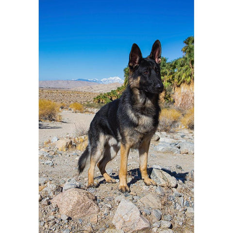 German Shepherd-Coachella Valley-California Gold Ornate Wood Framed Art Print with Double Matting by Muench, Zandria