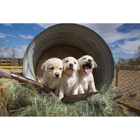 Labrador retriever puppies Black Modern Wood Framed Art Print by Muench, Zandria