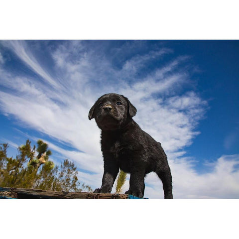 Labrador retriever puppies Black Modern Wood Framed Art Print by Muench, Zandria