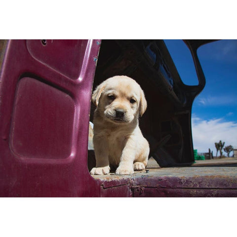 Labrador retriever puppy White Modern Wood Framed Art Print by Muench, Zandria