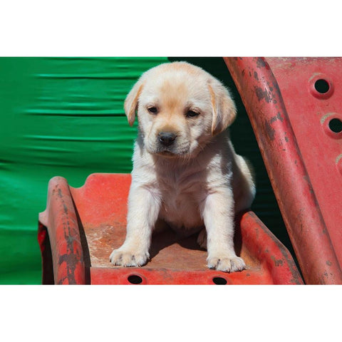 Labrador retriever puppies White Modern Wood Framed Art Print by Muench, Zandria