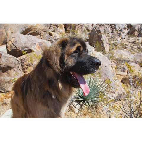 Leonbergers enjoying the high desert White Modern Wood Framed Art Print by Muench, Zandria