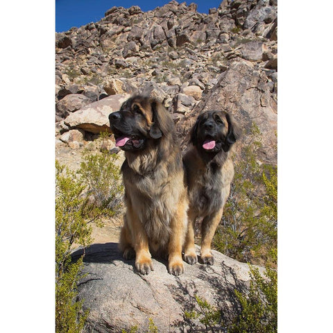 Leonbergers enjoying the high desert Black Modern Wood Framed Art Print by Muench, Zandria