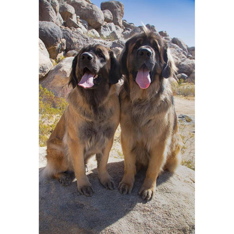 Leonbergers enjoying the high desert Gold Ornate Wood Framed Art Print with Double Matting by Muench, Zandria