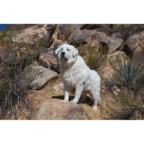 Great Pyrenees engoying the high desert White Modern Wood Framed Art Print by Muench, Zandria