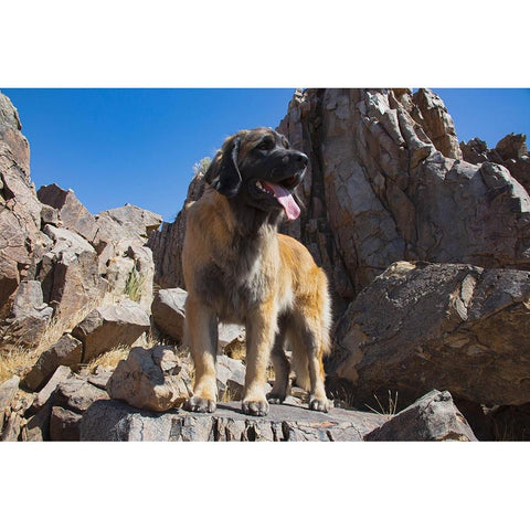 Leonberger waiting for the mail Black Modern Wood Framed Art Print by Muench, Zandria