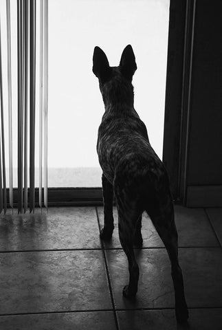 Australian cattle dog Black Modern Wood Framed Art Print by Muench, Zandria