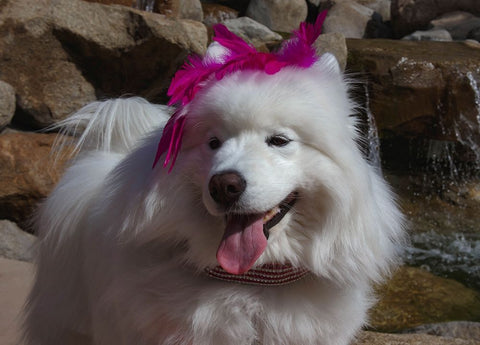 Samoyed in Palm Desert- California Black Ornate Wood Framed Art Print with Double Matting by Muench, Zandria