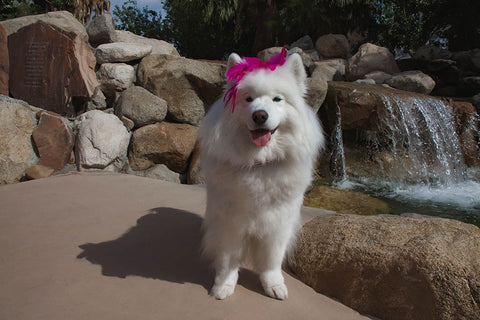 Samoyed in Palm Desert- California Black Ornate Wood Framed Art Print with Double Matting by Muench, Zandria