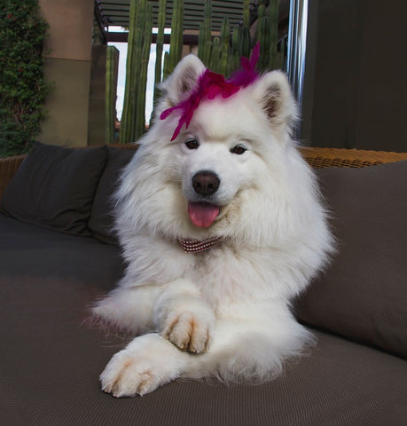 Samoyed in Palm Desert- California Black Modern Wood Framed Art Print by Muench, Zandria