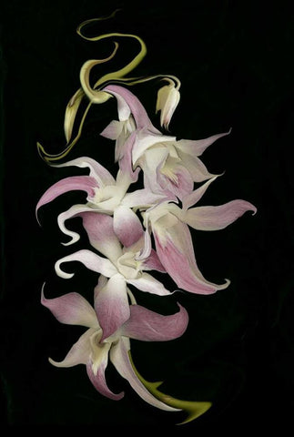 Abstract orchid artwork, digitally manipulated Black Ornate Wood Framed Art Print with Double Matting by Anon, Ellen