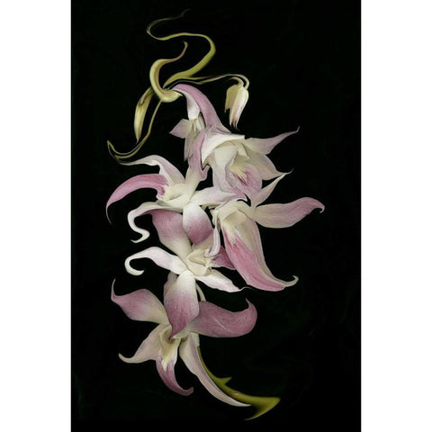 Abstract orchid artwork, digitally manipulated Black Modern Wood Framed Art Print by Anon, Ellen