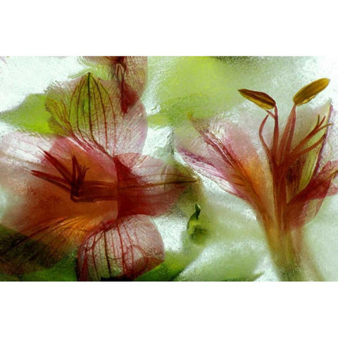 Flowers in ice Black Modern Wood Framed Art Print by Kirkland, Dennis