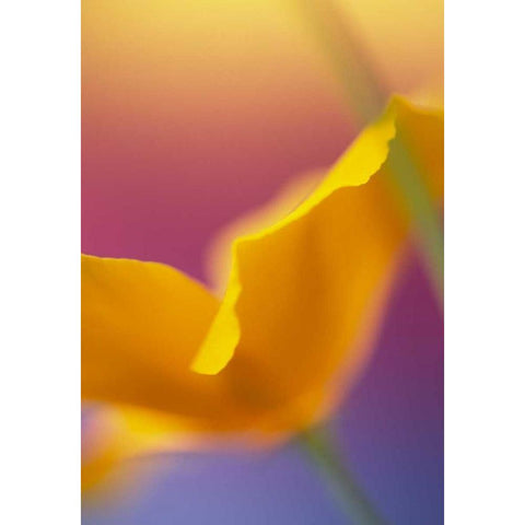 Abstract close-up of poppy flower Gold Ornate Wood Framed Art Print with Double Matting by Satushek, Steve