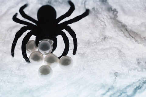 Spider on web Black Modern Wood Framed Art Print by Muench, Zandria