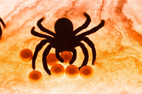 Spider on web Black Modern Wood Framed Art Print by Muench, Zandria