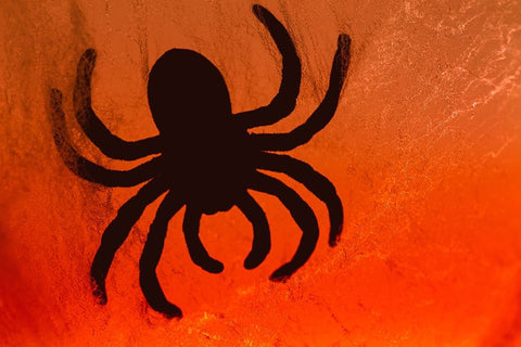 Spider on web Black Modern Wood Framed Art Print by Muench, Zandria