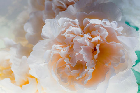 Flowers and light Black Ornate Wood Framed Art Print with Double Matting by Muench, Zandria