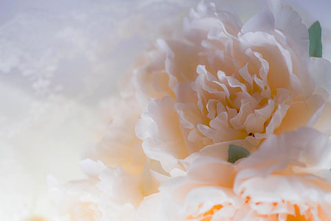 Flowers and light Black Ornate Wood Framed Art Print with Double Matting by Muench, Zandria