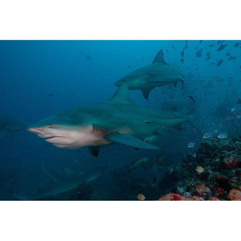 South Pacific-Fiji Bull sharks  Black Modern Wood Framed Art Print with Double Matting by Jaynes Gallery