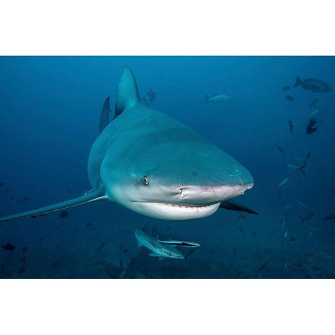 South Pacific-Fiji Bull shark close-up  Black Modern Wood Framed Art Print by Jaynes Gallery