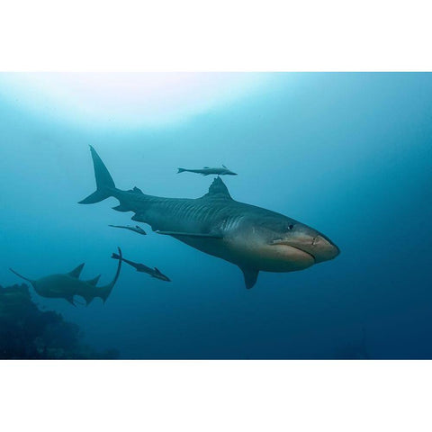 South Pacific-Fiji Tiger shark close-up  Black Modern Wood Framed Art Print with Double Matting by Jaynes Gallery