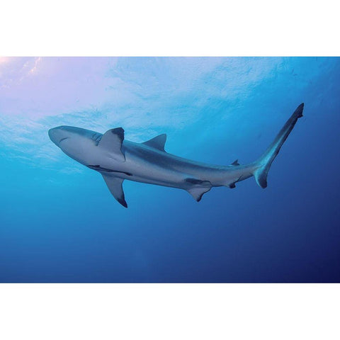 South Pacific-Fiji Blacktip shark close-up  White Modern Wood Framed Art Print by Jaynes Gallery