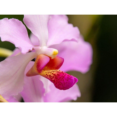 Fiji-Viti Levu Pink orchid close-up Black Modern Wood Framed Art Print by Merrill Images