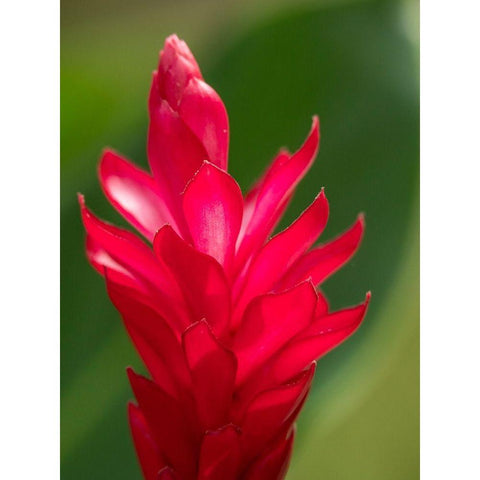 Fiji-Viti Levu Red Ginger Flower (Alpinia purpurata) Gold Ornate Wood Framed Art Print with Double Matting by Merrill Images