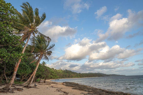 Fiji-Viti Levu Beach with palm trees and white clouds Black Ornate Wood Framed Art Print with Double Matting by Merrill Images