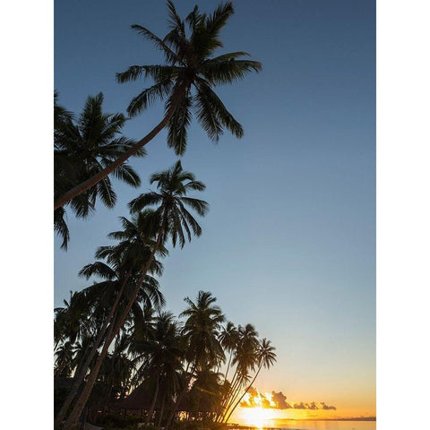 Fiji-Vanua Levu Beach sunset with palm trees Black Modern Wood Framed Art Print by Merrill Images