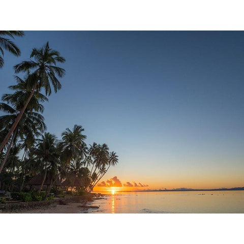 Fiji-Vanua Levu Beach sunset with palm trees Black Modern Wood Framed Art Print by Merrill Images