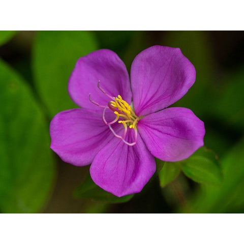Fiji-Vanua Levu Purple flower with yellow stamens Gold Ornate Wood Framed Art Print with Double Matting by Merrill Images
