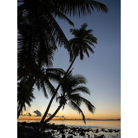 Fiji-Vanua Levu Beach sunset with palm trees Black Modern Wood Framed Art Print by Merrill Images