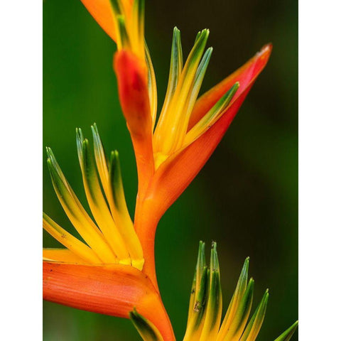 Fiji-Vanua Levu Close-up of Bird Of Paradise plant Gold Ornate Wood Framed Art Print with Double Matting by Merrill Images