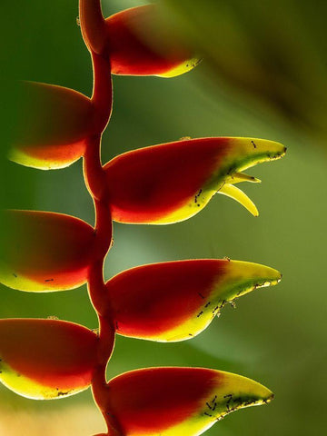 Fiji-Vanua Levu Close-up of Heliconia plant Black Ornate Wood Framed Art Print with Double Matting by Merrill Images