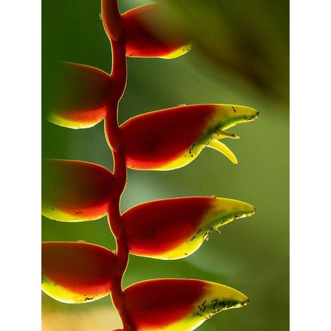 Fiji-Vanua Levu Close-up of Heliconia plant Black Modern Wood Framed Art Print by Merrill Images