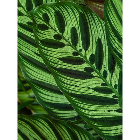 Fiji-Vanua Levu Back-lit green leaves showing veins Black Modern Wood Framed Art Print by Merrill Images